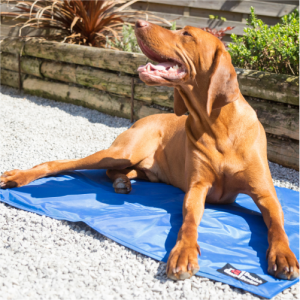 A dog keeping cool lying on a Danish Design Cooling Mat