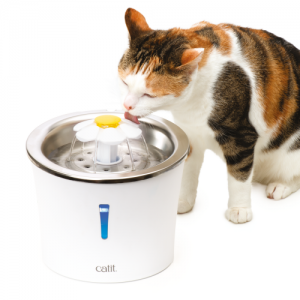 A cat keeping cool and hydrated with a Catit Flower Water Fountain